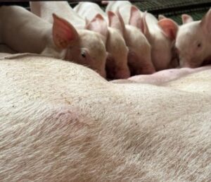 Piglets