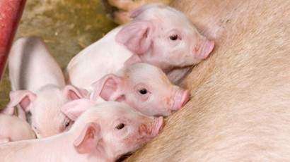 Piglets